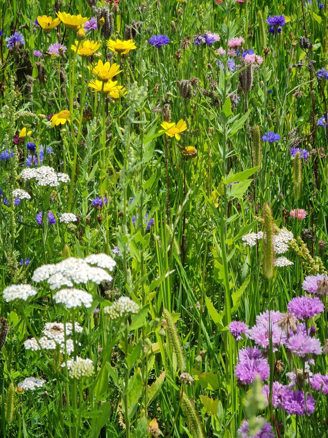 fleurs